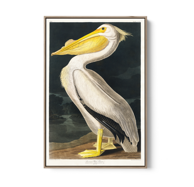 American White Pelican from Birds of America (1827) by John James Audubon - Stretched Canvas or Framed Fine Art Print I Heart Wall Art Australia
