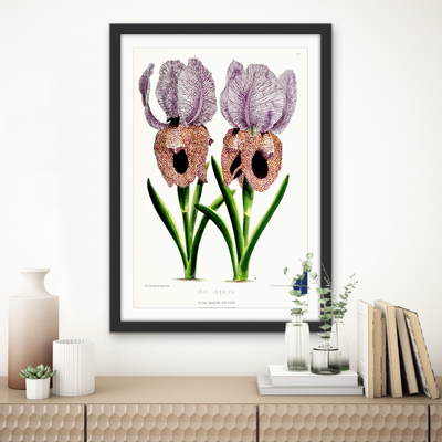 Iris of Flower artists of Kew from The Floral Magazine (1861-1881) by Worthington G. Smith, John N. Fitch and Walter H. Fitch - Botanical Illustration Stretched Canvas or Wall Art Print