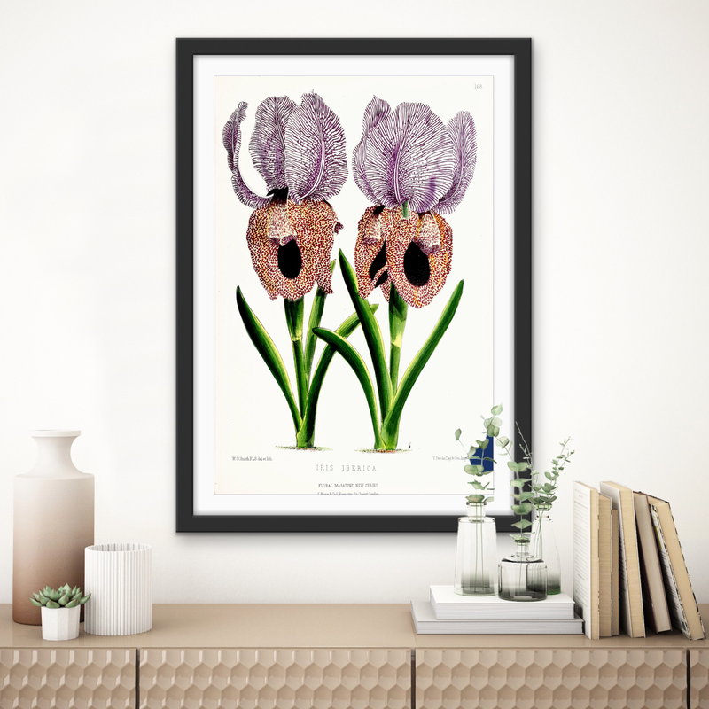 Iris of Flower artists of Kew from The Floral Magazine (1861-1881) by Worthington G. Smith, John N. Fitch and Walter H. Fitch - Botanical Illustration Stretched Canvas or Wall Art Print