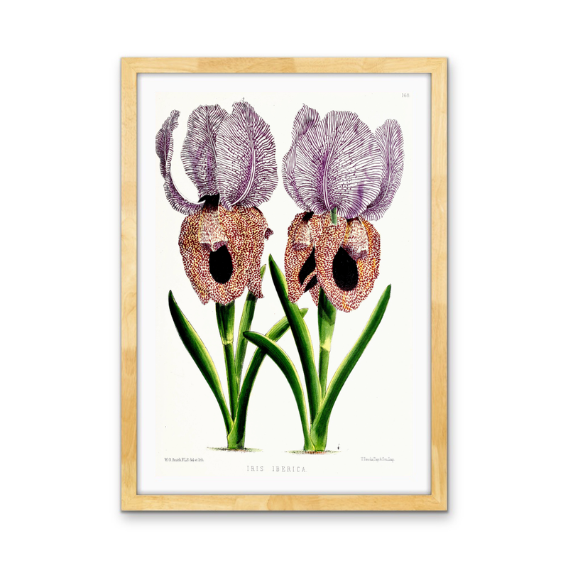 Iris of Flower artists of Kew from The Floral Magazine (1861-1881) by Worthington G. Smith, John N. Fitch and Walter H. Fitch - Botanical Illustration Stretched Canvas or Wall Art Print