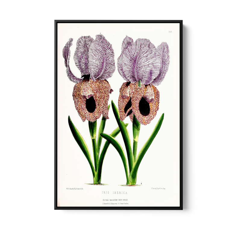 Iris of Flower artists of Kew from The Floral Magazine (1861-1881) by Worthington G. Smith, John N. Fitch and Walter H. Fitch - Botanical Illustration Stretched Canvas or Wall Art Print