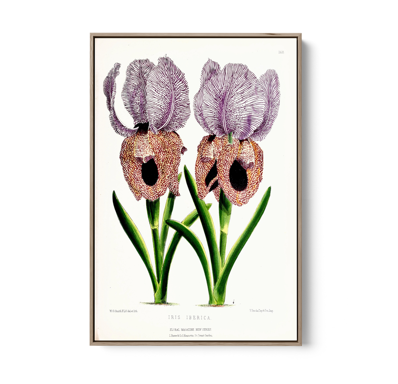 Iris of Flower artists of Kew from The Floral Magazine (1861-1881) by Worthington G. Smith, John N. Fitch and Walter H. Fitch - Botanical Illustration Stretched Canvas or Wall Art Print