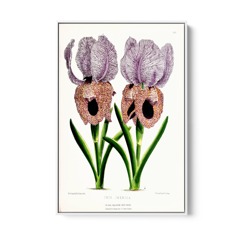 Iris of Flower artists of Kew from The Floral Magazine (1861-1881) by Worthington G. Smith, John N. Fitch and Walter H. Fitch - Botanical Illustration Stretched Canvas or Wall Art Print