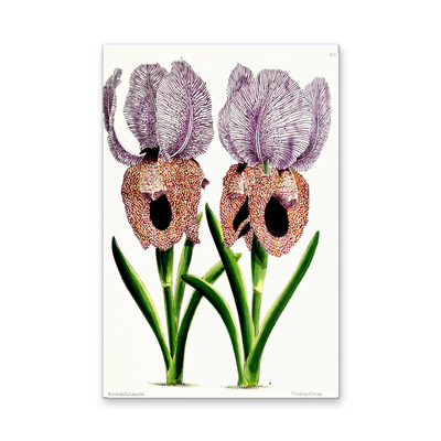 Iris of Flower artists of Kew from The Floral Magazine (1861-1881) by Worthington G. Smith, John N. Fitch and Walter H. Fitch - Botanical Illustration Stretched Canvas or Wall Art Print