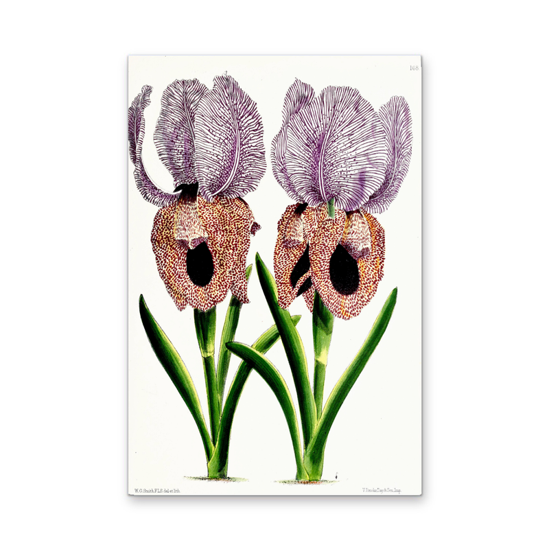 Iris of Flower artists of Kew from The Floral Magazine (1861-1881) by Worthington G. Smith, John N. Fitch and Walter H. Fitch - Botanical Illustration Stretched Canvas or Wall Art Print