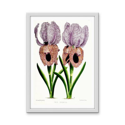 Iris of Flower artists of Kew from The Floral Magazine (1861-1881) by Worthington G. Smith, John N. Fitch and Walter H. Fitch - Botanical Illustration Stretched Canvas or Wall Art Print