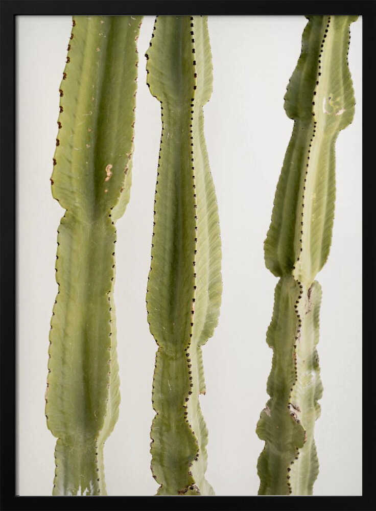 3 Cacti - Stretched Canvas, Poster or Fine Art Print - I Heart Wall Art - Poster Print, Canvas Print or Framed Art Print