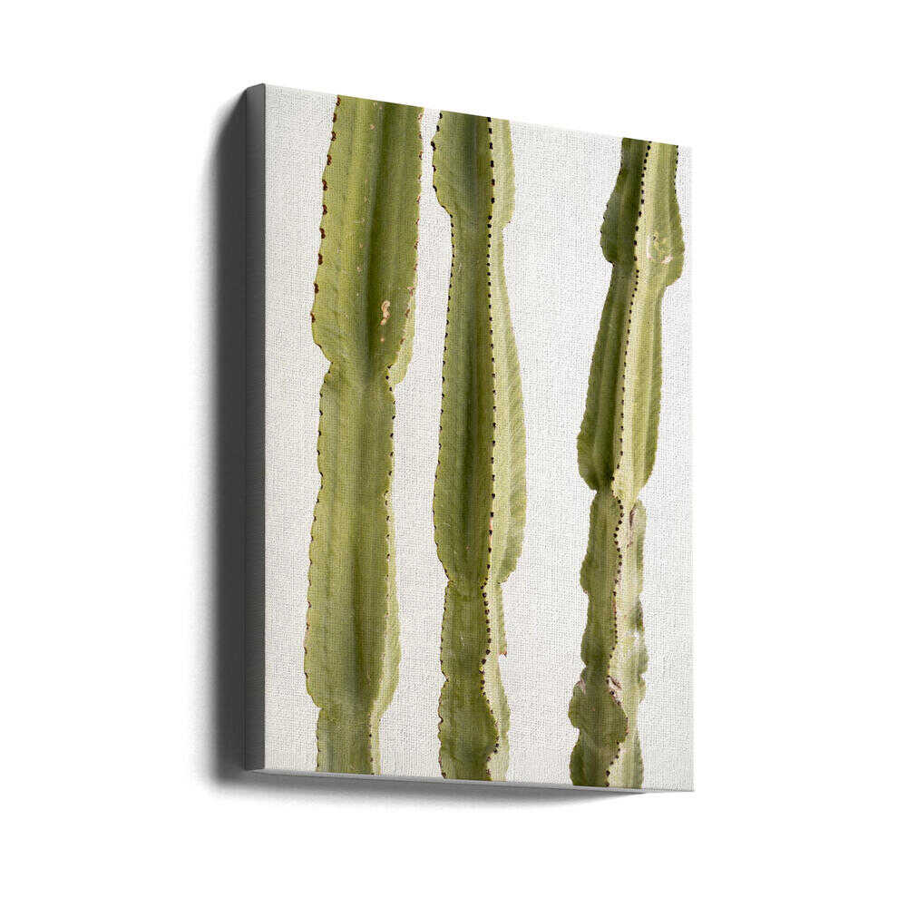 3 Cacti - Stretched Canvas, Poster or Fine Art Print - I Heart Wall Art - Poster Print, Canvas Print or Framed Art Print