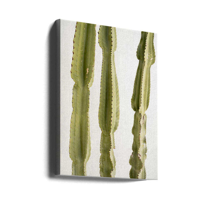 3 Cacti - Stretched Canvas, Poster or Fine Art Print - I Heart Wall Art - Poster Print, Canvas Print or Framed Art Print