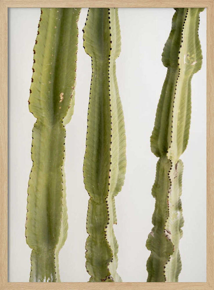 3 Cacti - Stretched Canvas, Poster or Fine Art Print - I Heart Wall Art - Poster Print, Canvas Print or Framed Art Print