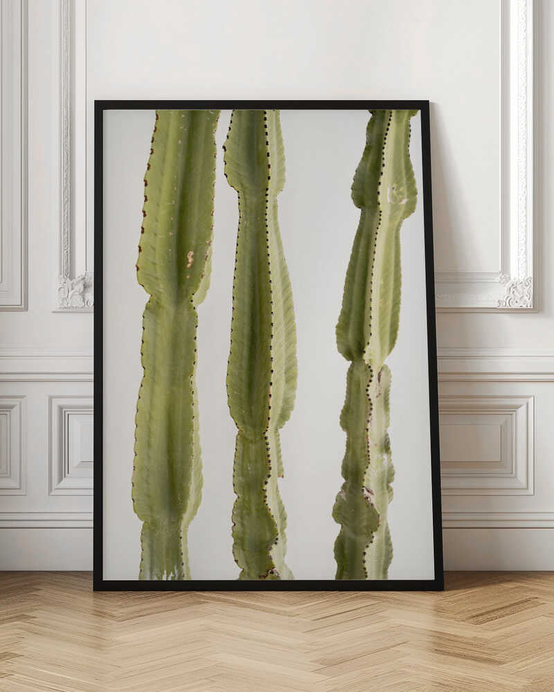 3 Cacti - Stretched Canvas, Poster or Fine Art Print - I Heart Wall Art - Poster Print, Canvas Print or Framed Art Print