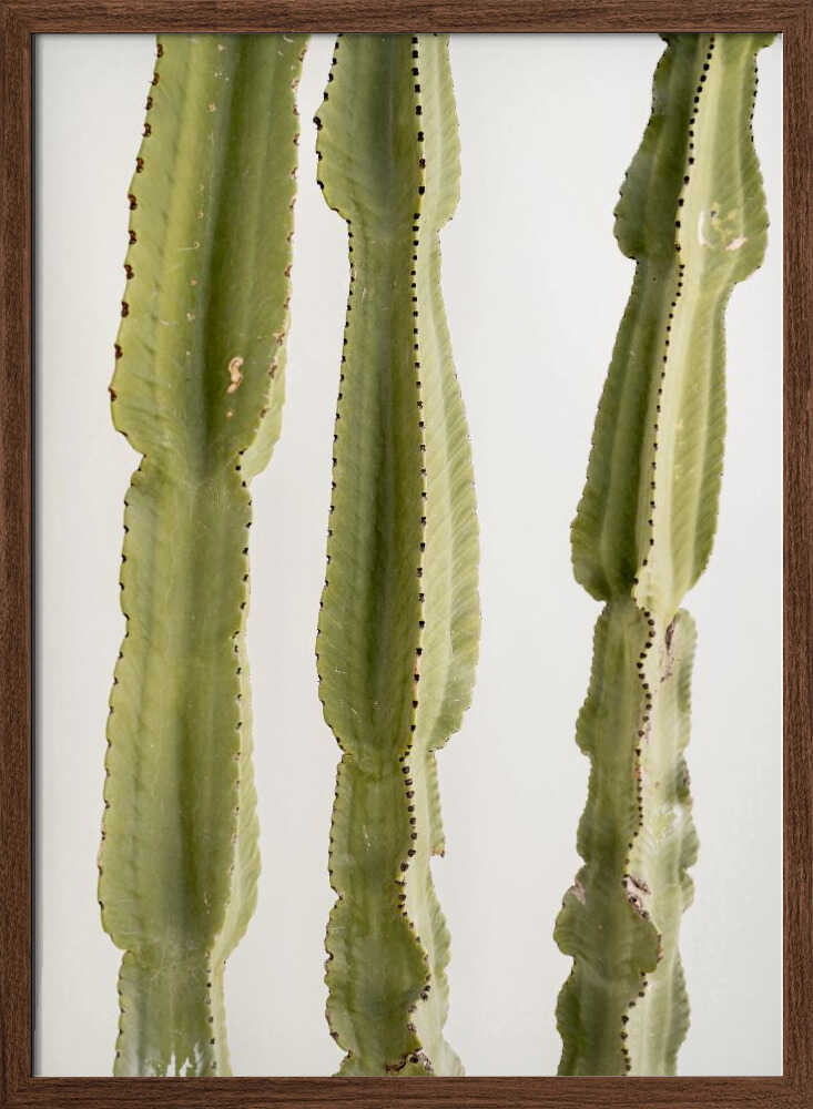 3 Cacti - Stretched Canvas, Poster or Fine Art Print - I Heart Wall Art - Poster Print, Canvas Print or Framed Art Print