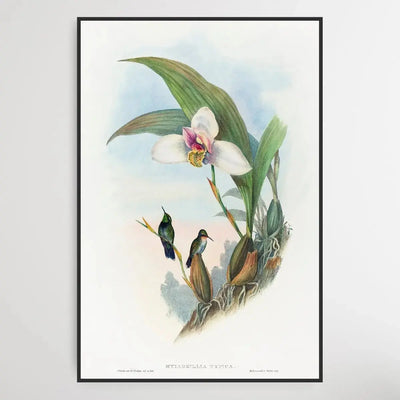 Abeille's Hummingbird (18041902) by John Gould - I Heart Wall Art - Poster Print, Canvas Print or Framed Art Print