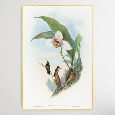 Abeille's Hummingbird (18041902) by John Gould - I Heart Wall Art - Poster Print, Canvas Print or Framed Art Print