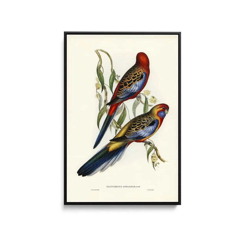 Adelaide Parakeet (Platycercus Adelaidiae) illustrated by Elizabeth Gould (18041841) - Stretched Canvas Print or Framed Fine Art Print - Artwork - I Heart Wall Art - Poster Print, Canvas Print or Framed Art Print