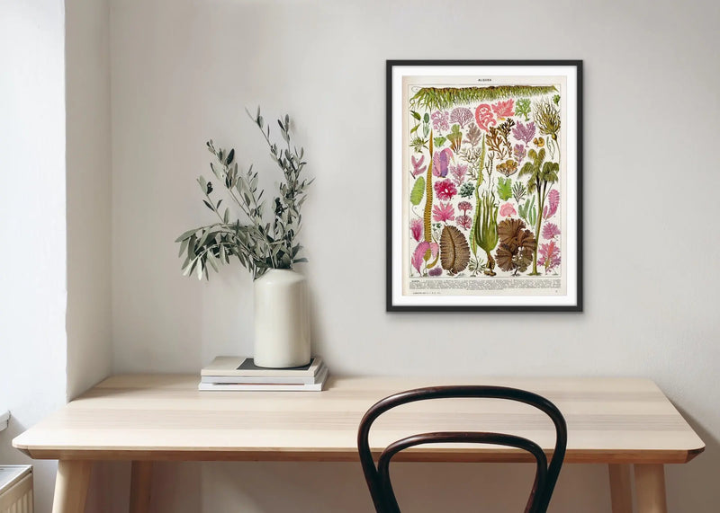 Seaweed/Algues Vintage Scientific Chart - Stretched Canvas Print or Framed Fine Art Print - Artwork I Heart Wall Art Australia