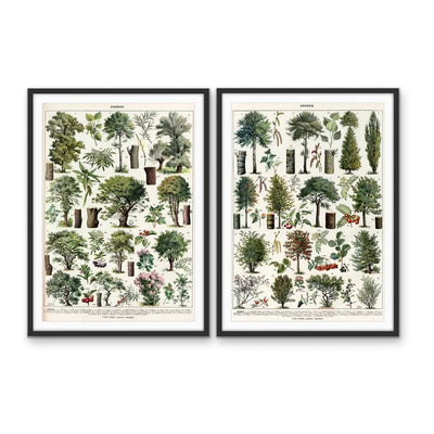 Arbres - Two Piece Vintage Tree Illustration Set by Adolphe Millett- Stretched Canvas or Art Print Set Diptych I Heart Wall Art Australia