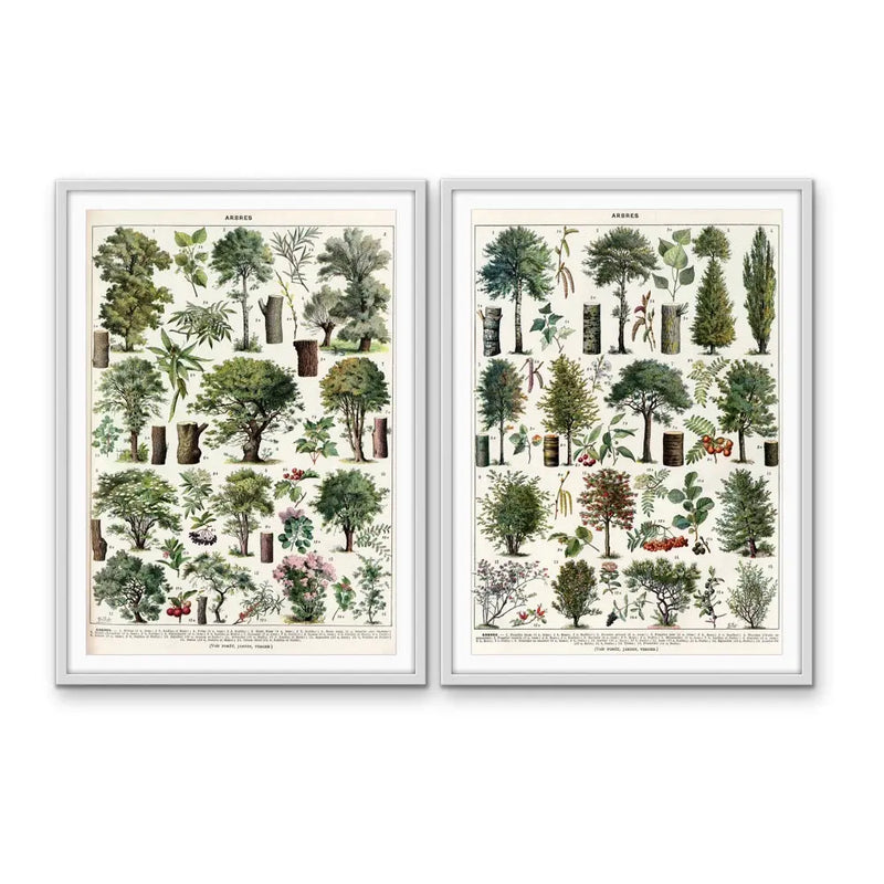 Arbres - Two Piece Vintage Tree Illustration Set by Adolphe Millett- Stretched Canvas or Art Print Set Diptych I Heart Wall Art Australia