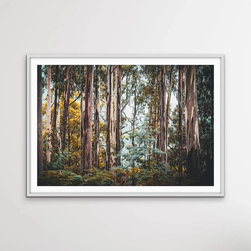 Australian Alpine Forest - Australian Nature Photographic Print - I Heart Wall Art - Poster Print, Canvas Print or Framed Art Print