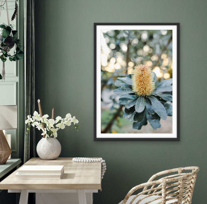 Banksia At Sunset by Edie Fogarty - Australian Nature Photographic Print
