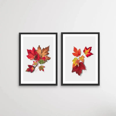 Autumn Leaves I and II - Two Piece Set of Botanical Illustrations By Mary Vaux Walcott - I Heart Wall Art - Poster Print, Canvas Print or Framed Art Print