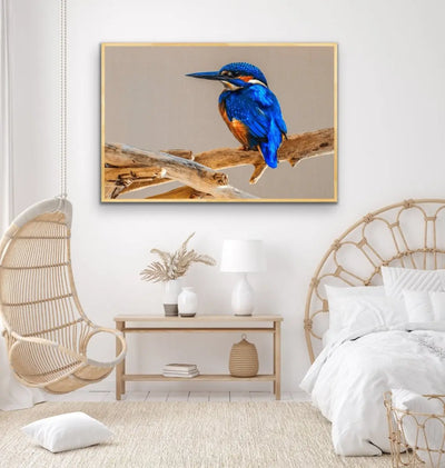 Azure Kingfisher- Blue Australian Bird Canvas And Art Print - I Heart Wall Art - Poster Print, Canvas Print or Framed Art Print