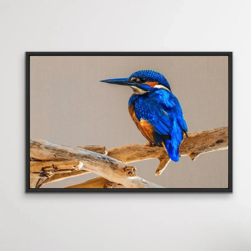 Azure Kingfisher- Blue Australian Bird Canvas And Art Print - I Heart Wall Art
