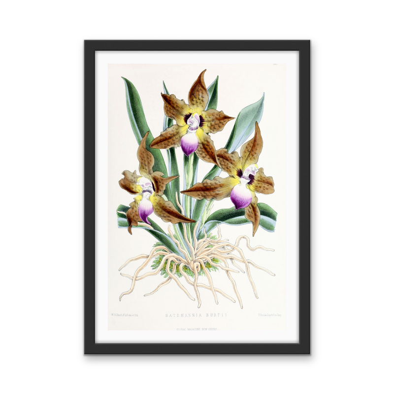 Batemannia Burtii Orchid from The Floral Magazine (1861-1881) by Worthington G. Smith, John N. Fitch and Walter H. Fitch - Botanical Illustration Stretched Canvas or Wall Art Print
