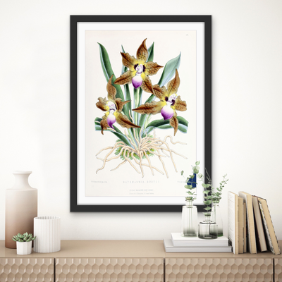 Batemannia Burtii Orchid from The Floral Magazine (1861-1881) by Worthington G. Smith, John N. Fitch and Walter H. Fitch - Botanical Illustration Stretched Canvas or Wall Art Print
