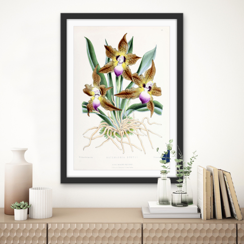 Batemannia Burtii Orchid from The Floral Magazine (1861-1881) by Worthington G. Smith, John N. Fitch and Walter H. Fitch - Botanical Illustration Stretched Canvas or Wall Art Print