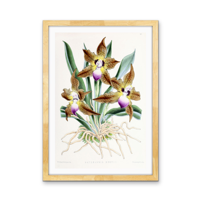 Batemannia Burtii Orchid from The Floral Magazine (1861-1881) by Worthington G. Smith, John N. Fitch and Walter H. Fitch - Botanical Illustration Stretched Canvas or Wall Art Print