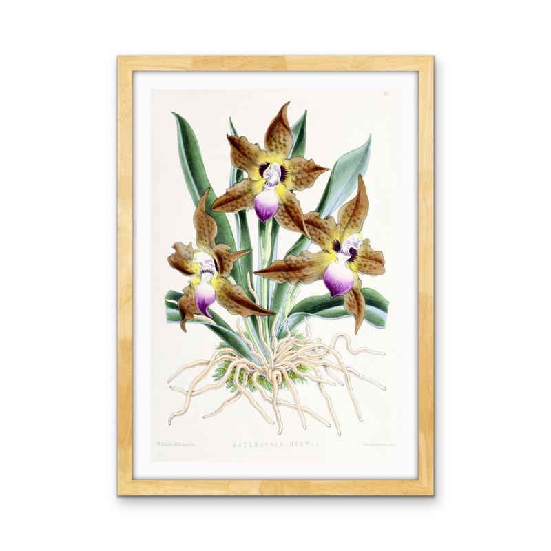 Batemannia Burtii Orchid from The Floral Magazine (1861-1881) by Worthington G. Smith, John N. Fitch and Walter H. Fitch - Botanical Illustration Stretched Canvas or Wall Art Print