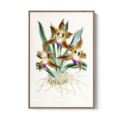 Batemannia Burtii Orchid from The Floral Magazine (1861-1881) by Worthington G. Smith, John N. Fitch and Walter H. Fitch - Botanical Illustration Stretched Canvas or Wall Art Print