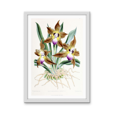 Batemannia Burtii Orchid from The Floral Magazine (1861-1881) by Worthington G. Smith, John N. Fitch and Walter H. Fitch - Botanical Illustration Stretched Canvas or Wall Art Print