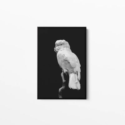 Black And White Cockatoo - Art Print Stretched Canvas Wall Art - I Heart Wall Art - Poster Print, Canvas Print or Framed Art Print