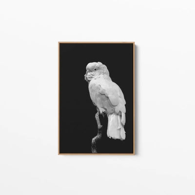 Black And White Cockatoo - Art Print Stretched Canvas Wall Art - I Heart Wall Art - Poster Print, Canvas Print or Framed Art Print
