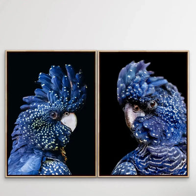 Black Cockatoo On Black - Two Piece Black Cockatoo Stretched Canvas Framed Wall Art Diptych - I Heart Wall Art - Poster Print, Canvas Print or Framed Art Print
