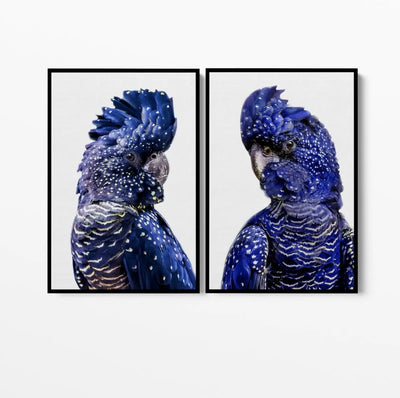 Black Cockatoo Pair - Two Piece Black Cockatoo Stretched Canvas Framed Wall Art Diptych - I Heart Wall Art - Poster Print, Canvas Print or Framed Art Print