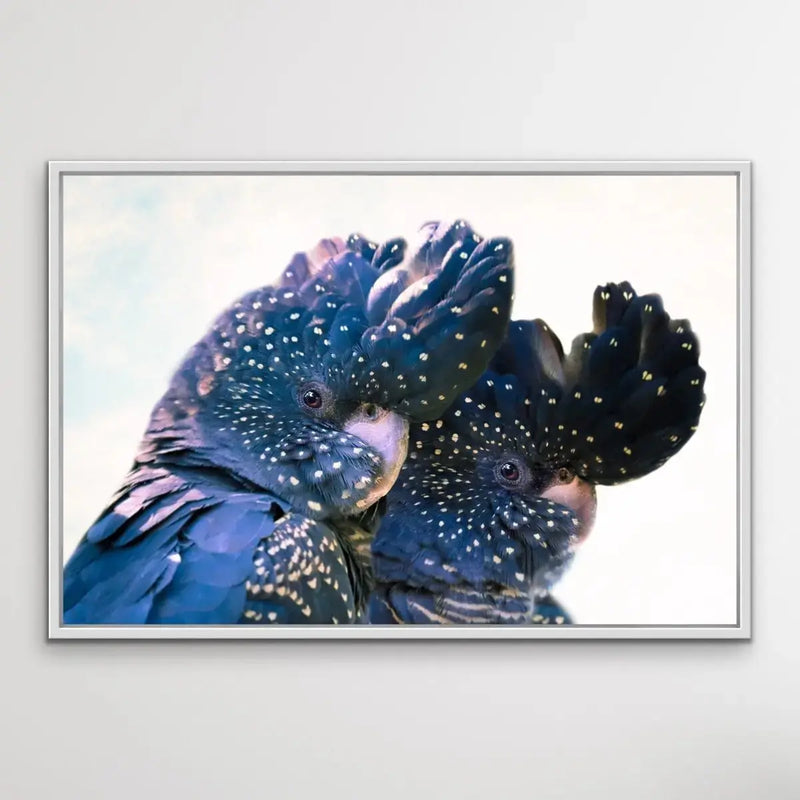 Black Cockatoo Pair - Framed Canvas Print Wall Art Print Red-Tailed Black Cockatoos - I Heart Wall Art