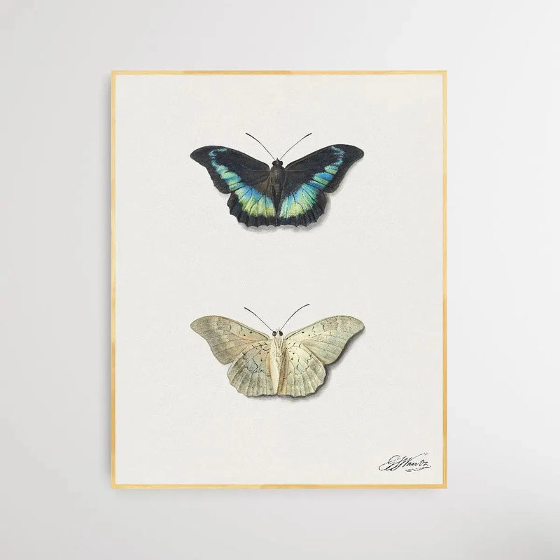 Black & White Butterfly by Georgius Jacobus Johannes van Os - I Heart Wall Art - Poster Print, Canvas Print or Framed Art Print