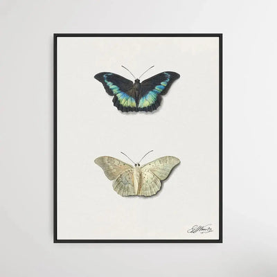 Black & White Butterfly by Georgius Jacobus Johannes van Os - I Heart Wall Art