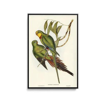 Black-tailed Parakeet (Polytelis melanura) illustrated by Elizabeth Gould (18041841) - Stretched Canvas Print or Framed Fine Art Print - Artwork - I Heart Wall Art - Poster Print, Canvas Print or Framed Art Print
