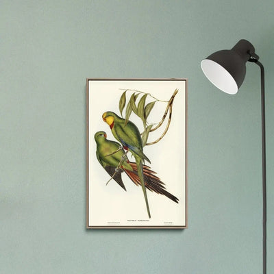 Black-tailed Parakeet (Polytelis melanura) illustrated by Elizabeth Gould (18041841) - Stretched Canvas Print or Framed Fine Art Print - Artwork - I Heart Wall Art - Poster Print, Canvas Print or Framed Art Print