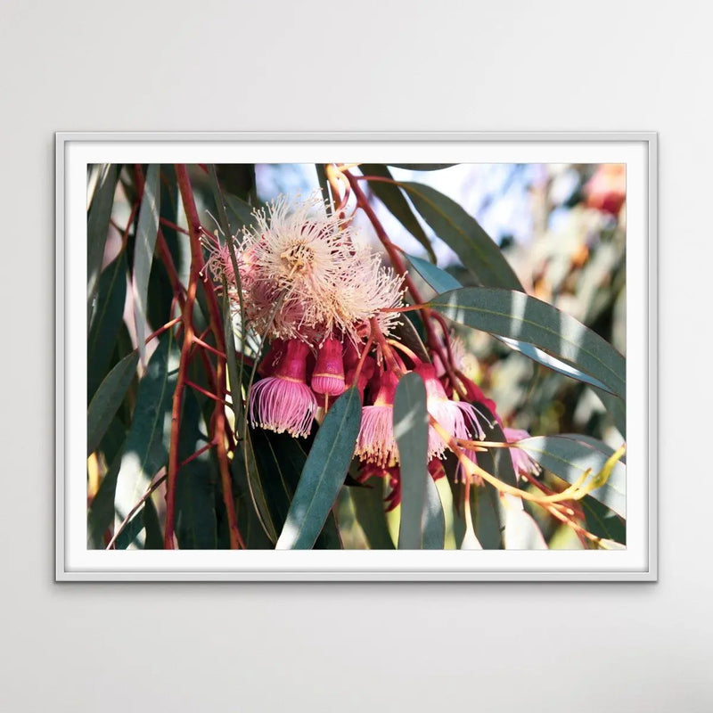Blossom Days - Australian Nature Eucalyptus Flower Gum Tree Print - Nature Wall Art - I Heart Wall Art - Poster Print, Canvas Print or Framed Art Print