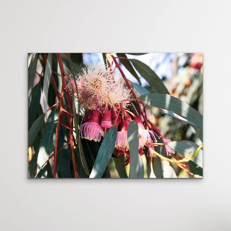 Blossom Days - Australian Nature Eucalyptus Flower Gum Tree Print - Nature Wall Art - I Heart Wall Art - Poster Print, Canvas Print or Framed Art Print