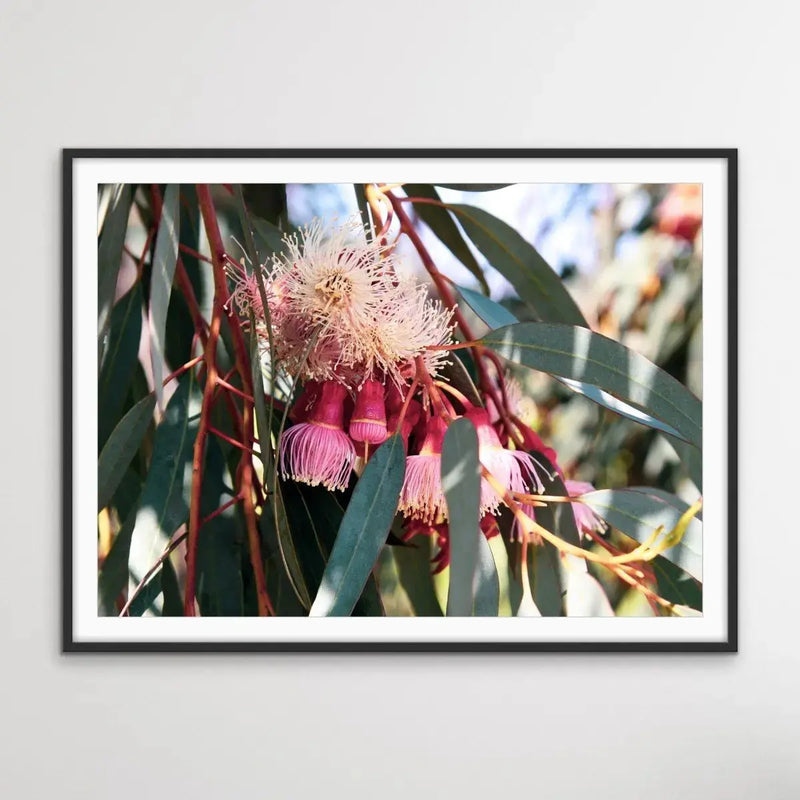 Blossom Days - Australian Nature Eucalyptus Flower Gum Tree Print - Nature Wall Art - I Heart Wall Art