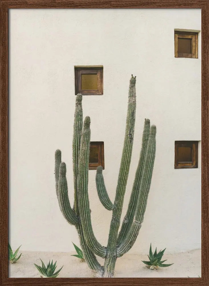 Cabo Cactus IX - Stretched Canvas, Poster or Fine Art Print I Heart Wall Art