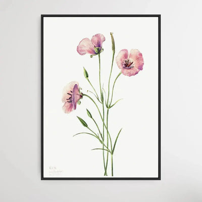 Calochortus splendens (1926) by Mary Vaux Walcott - I Heart Wall Art - Poster Print, Canvas Print or Framed Art Print