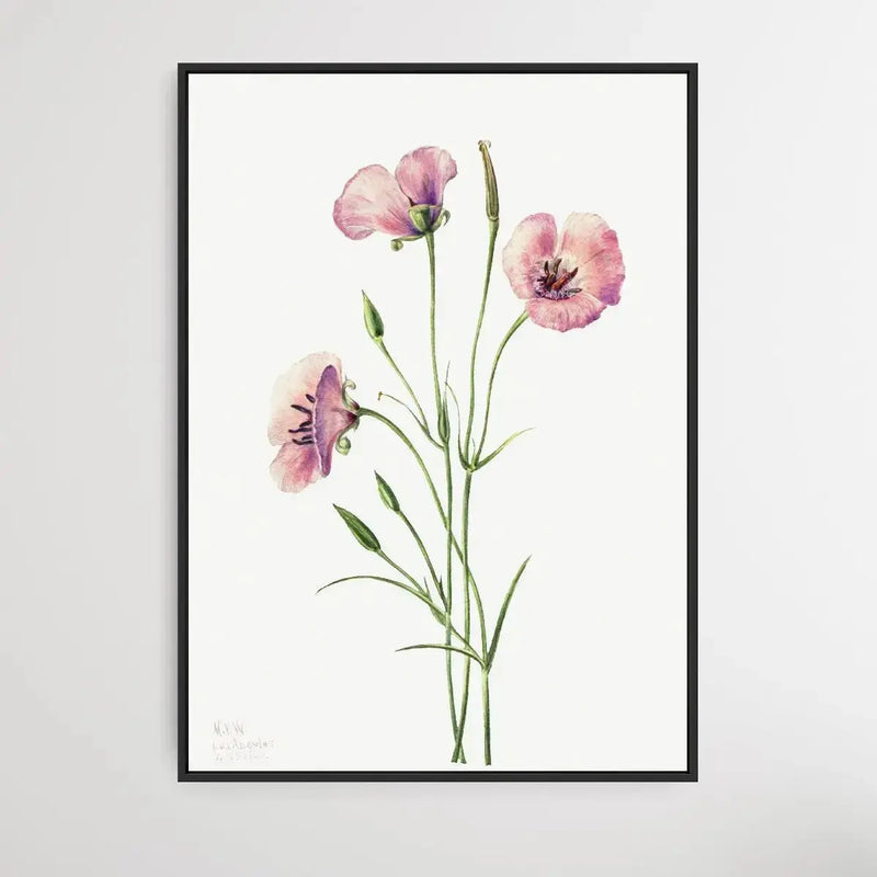 Calochortus splendens (1926) by Mary Vaux Walcott - I Heart Wall Art - Poster Print, Canvas Print or Framed Art Print