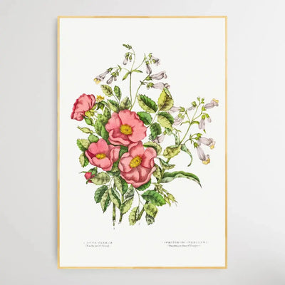 Canadian Wild Flowers (1869) Plate VII by Agnes Fitz Gibbon and Catharine Parr Traill - I Heart Wall Art - Poster Print, Canvas Print or Framed Art Print